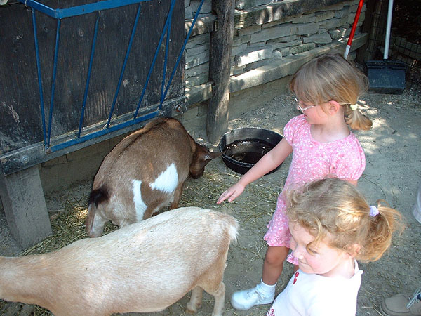 The girls pet some goats.jpg 111.4K